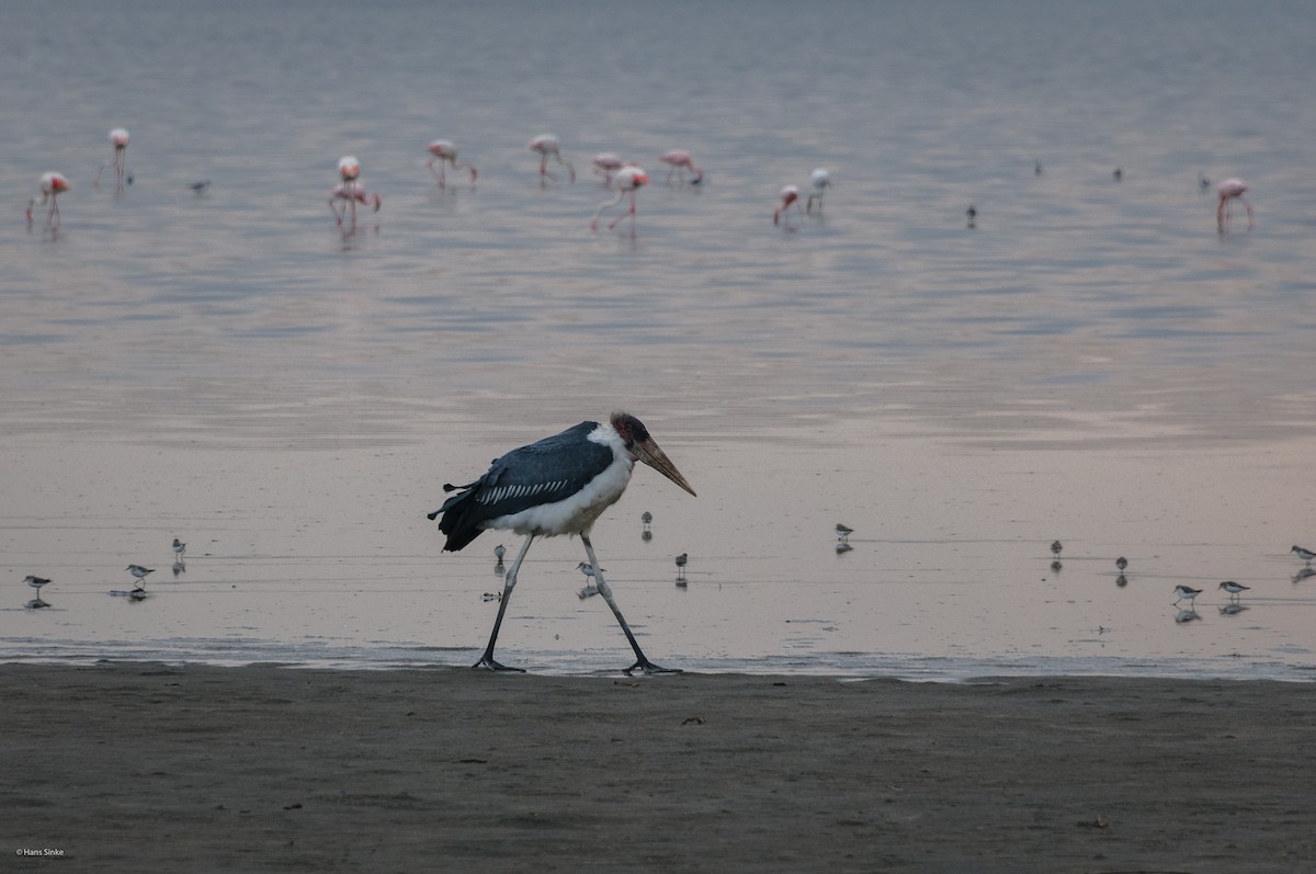 Marabou Stork - ML204738071