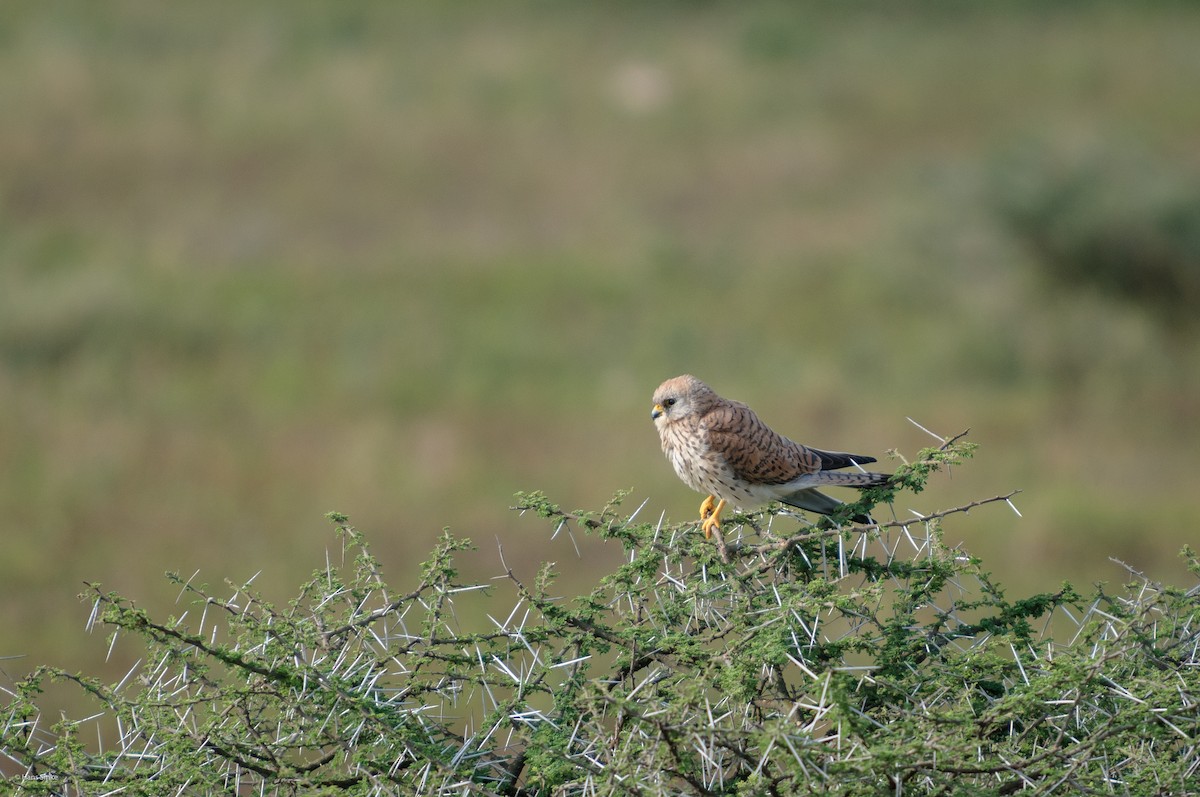 Lesser Kestrel - ML204738081