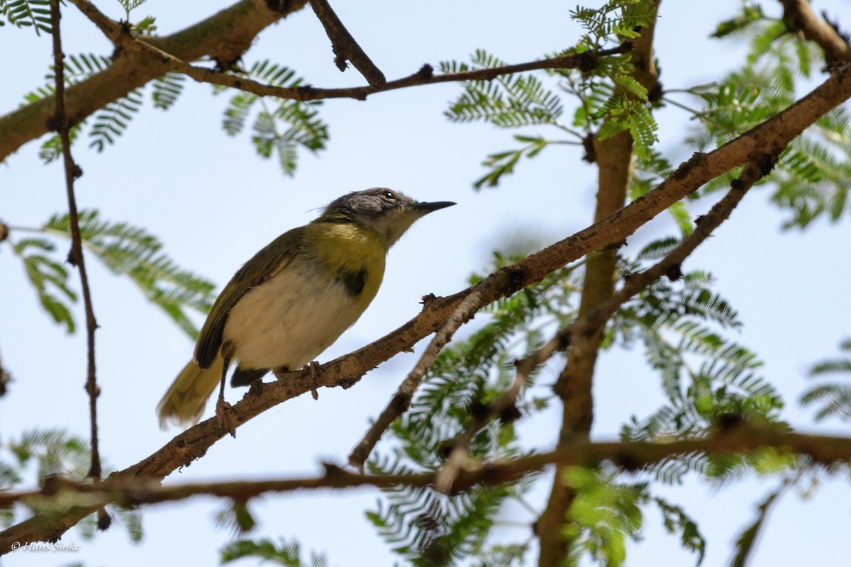 Yellow-breasted Apalis (Yellow-breasted) - ML204738161