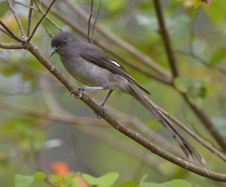 オナガウタイチメドリ - eBird