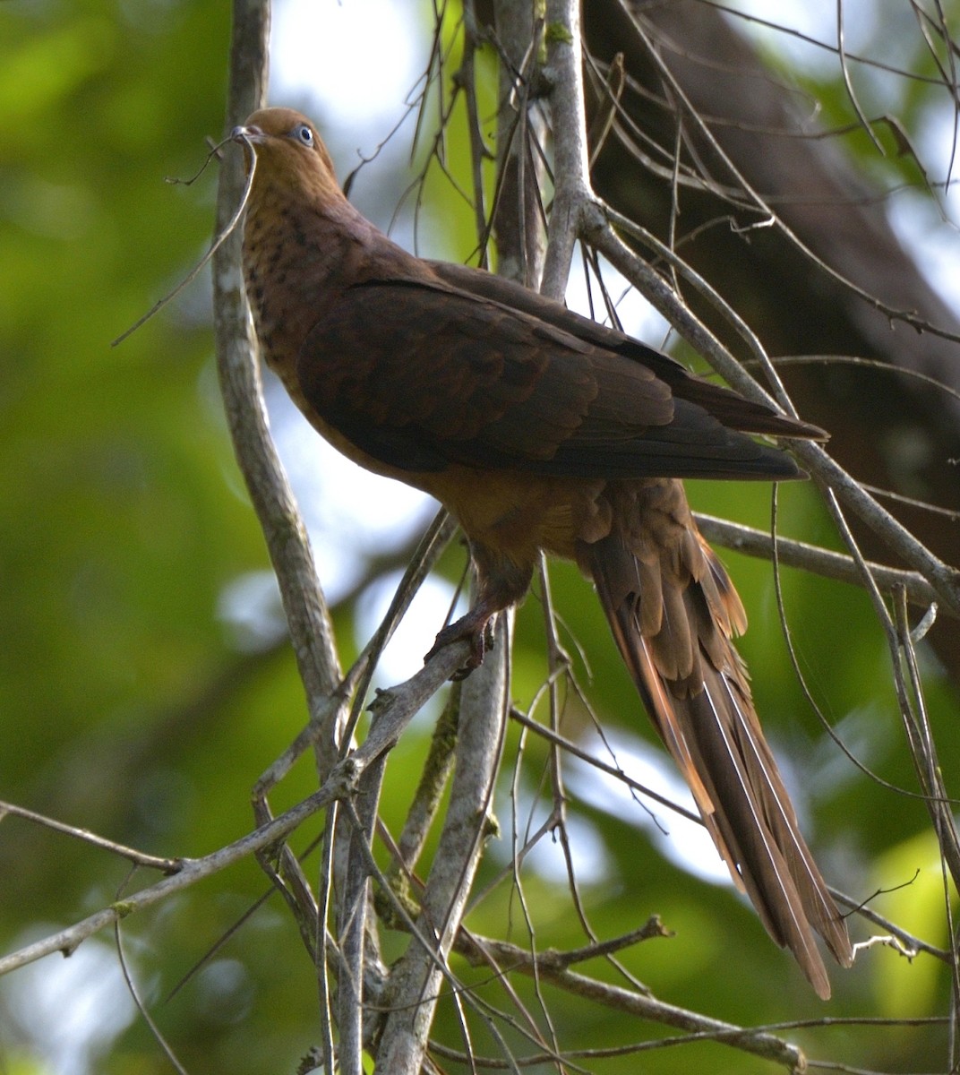 Little Cuckoo-Dove - ML204738431