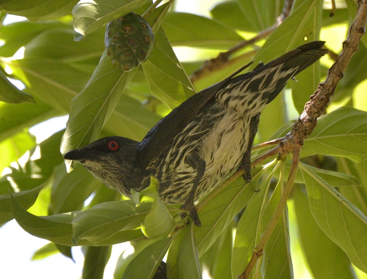 Asian Glossy Starling - ML204738521