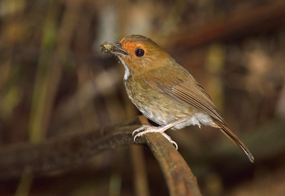 Rufous-browed Flycatcher - ML204738621