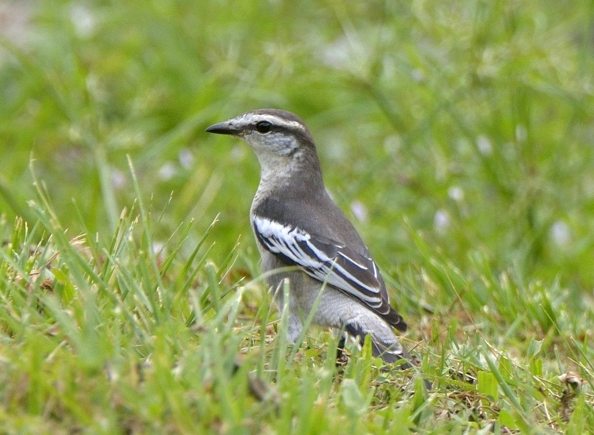 Pied Triller - Tomáš Grim