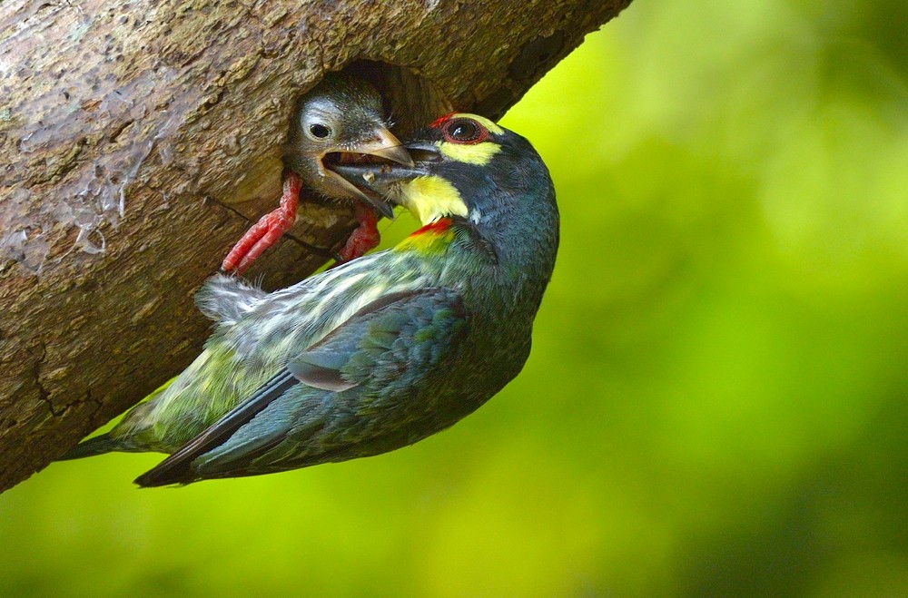 barbet zvučnohlasý - ML204738711