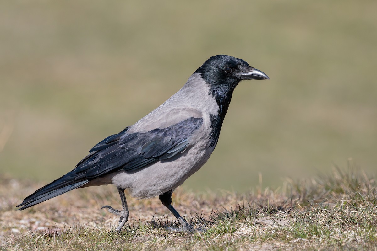 Hooded Crow - ML204738931