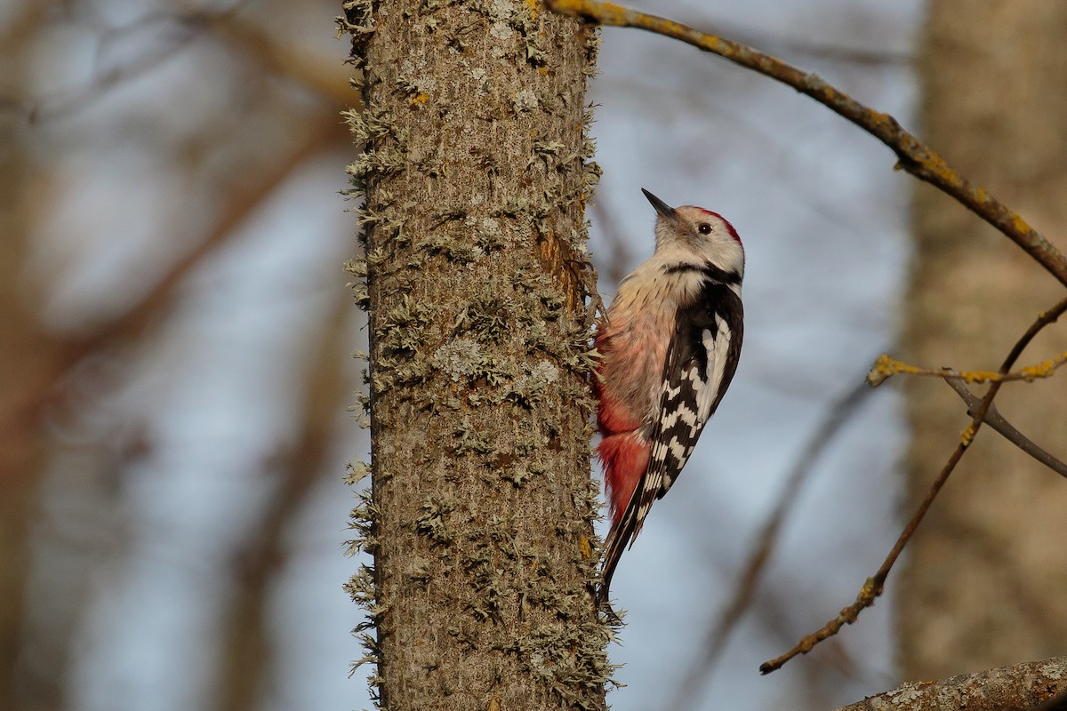 Middle Spotted Woodpecker - Martin  Flack