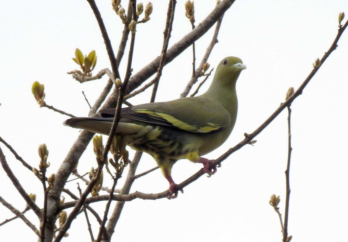 Orange-breasted Green-Pigeon - ML204739341