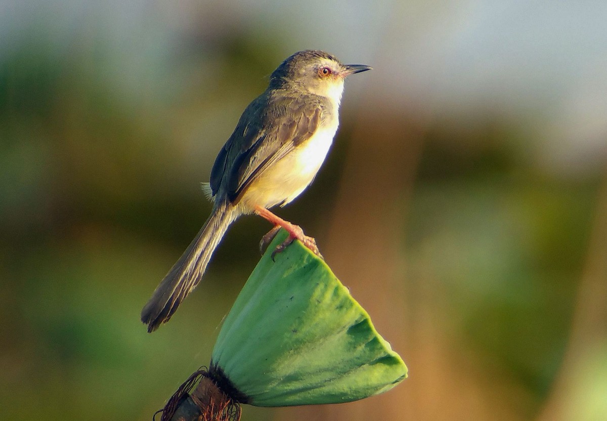 Plain Prinia - Klaus Lachenmaier