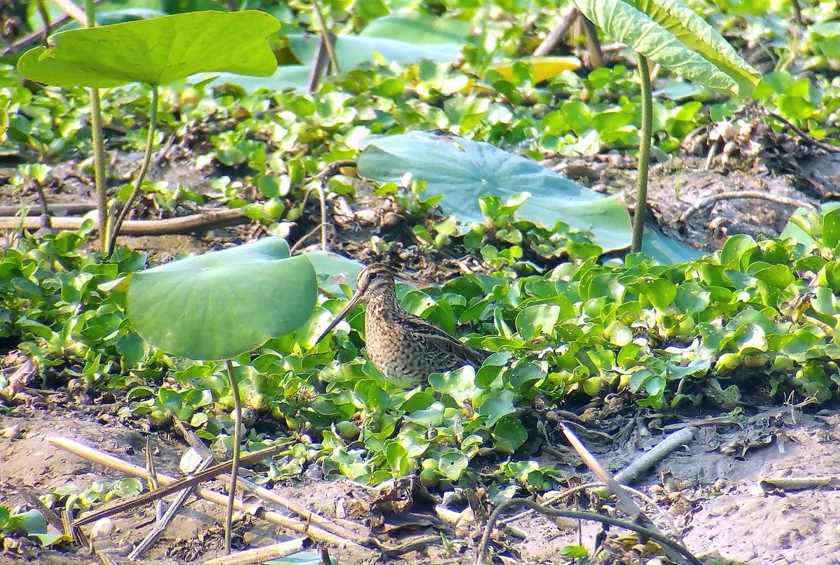 Pin-tailed Snipe - Klaus Lachenmaier