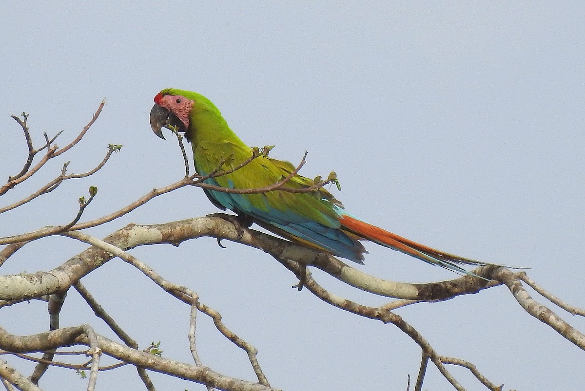 Great Green Macaw - ML204739861