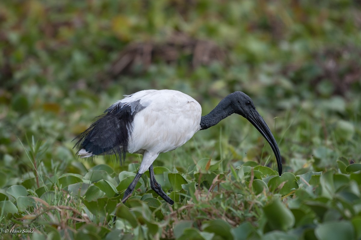 African Sacred Ibis - ML204739951