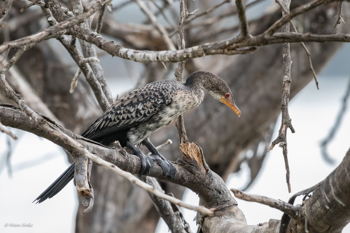 Long-tailed Cormorant - ML204739971