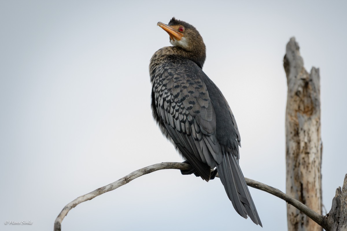 Long-tailed Cormorant - ML204739991