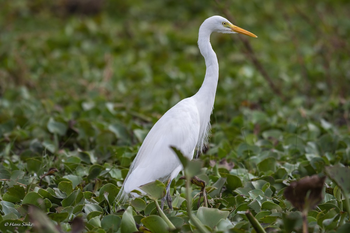 Yellow-billed Egret - ML204740011
