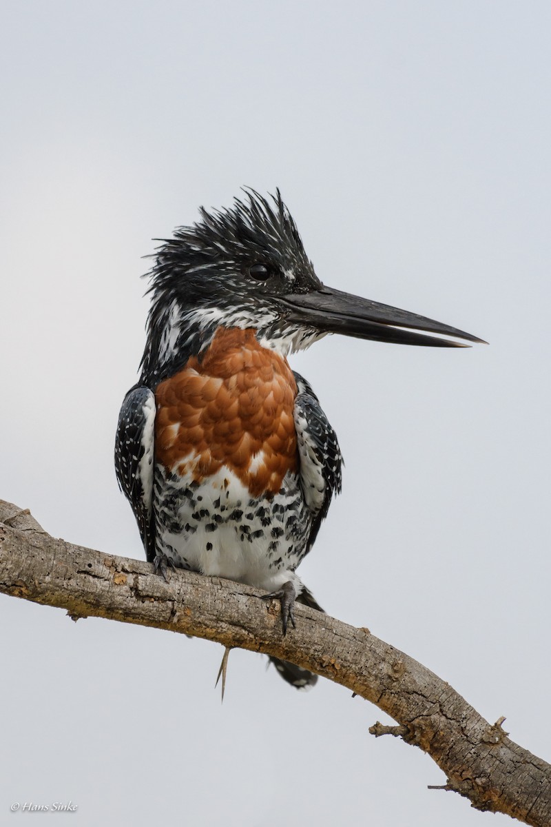 Giant Kingfisher - ML204740071