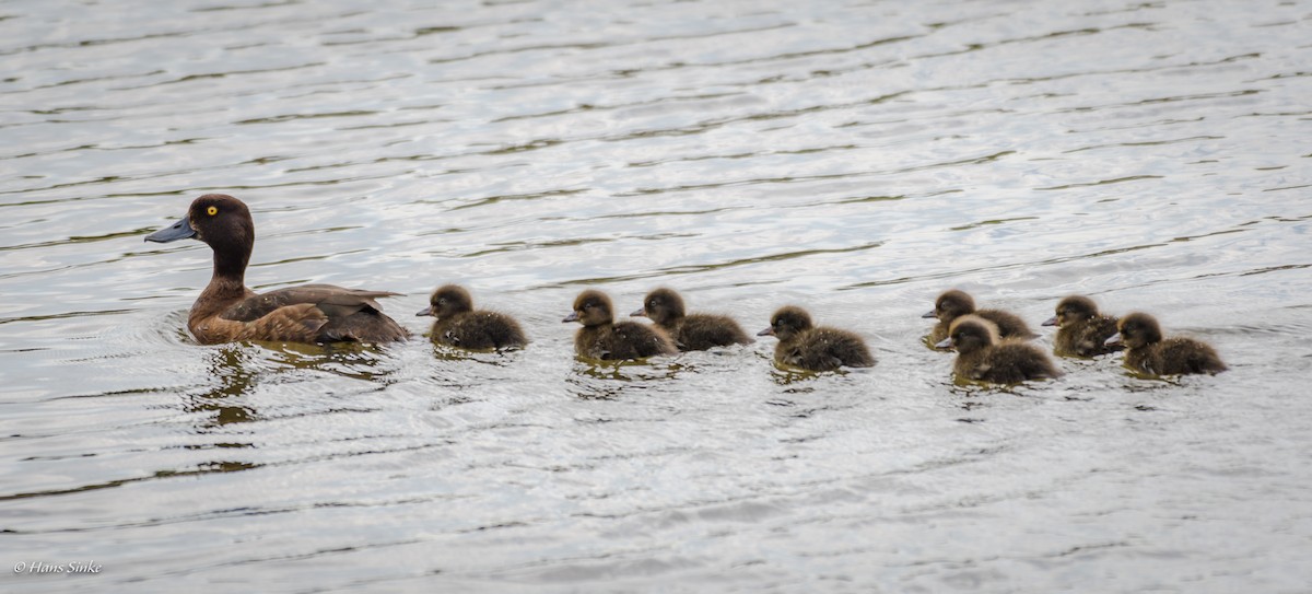 Tufted Duck - ML204740161