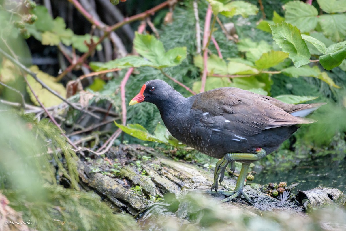 Eurasian Moorhen - ML204740181