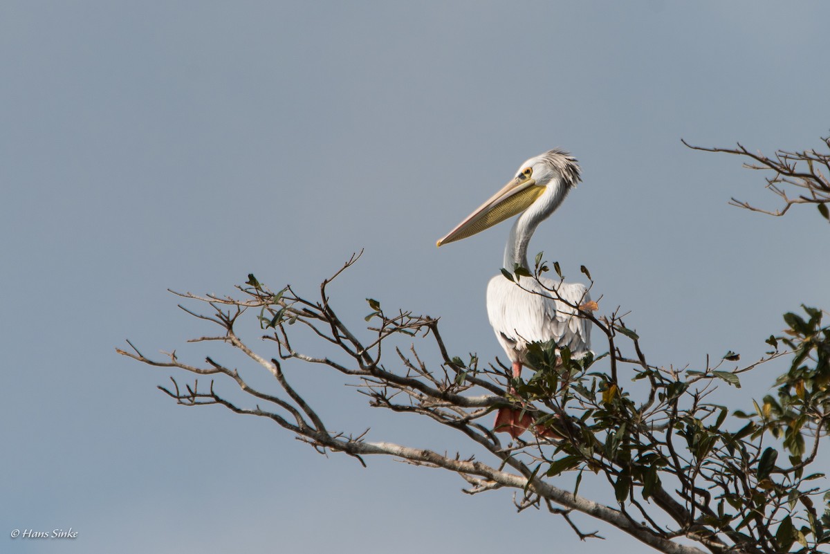 Pink-backed Pelican - ML204740211