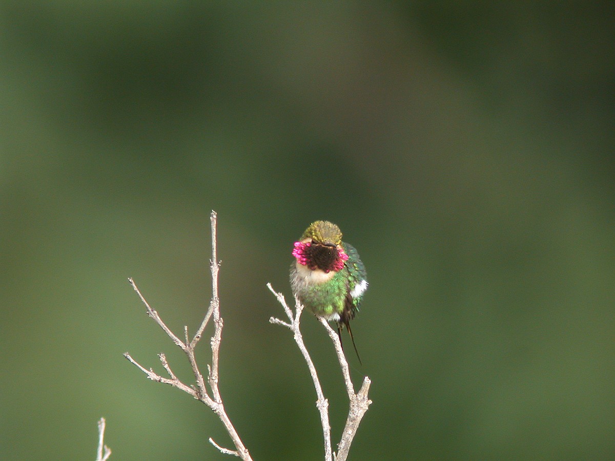 Colibri bourdon - ML20474031