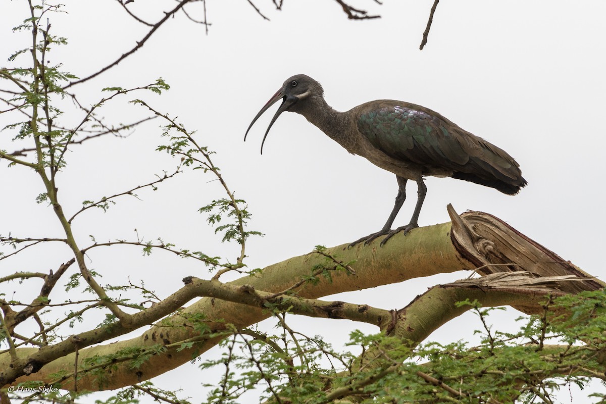 Hadada Ibis - ML204740361