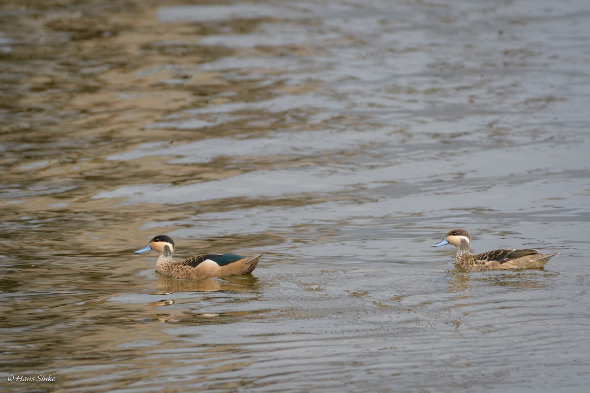 Blue-billed Teal - ML204740411