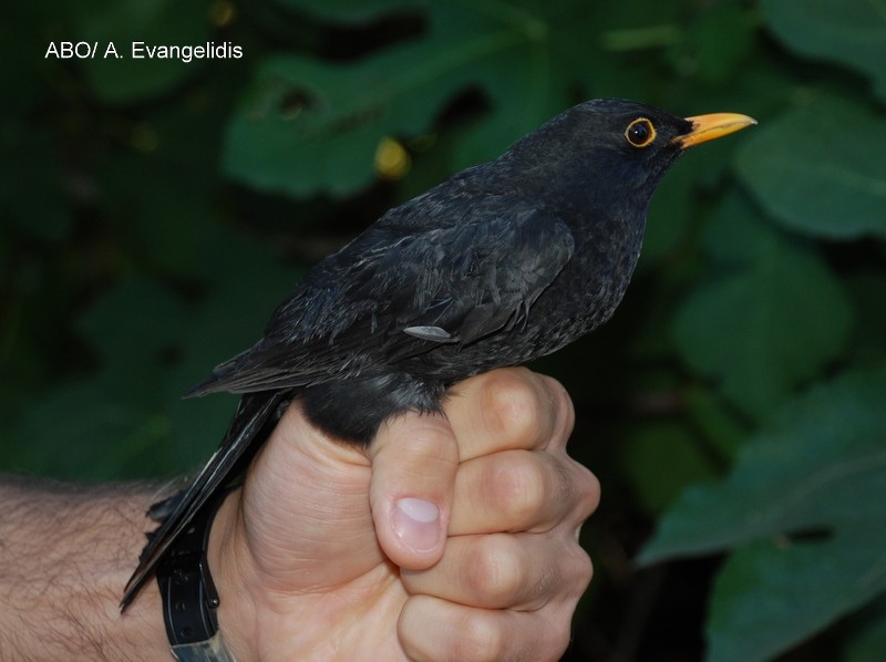 Eurasian Blackbird - ML204740421