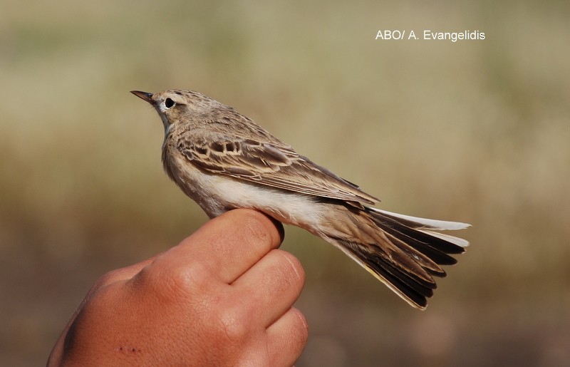 Tawny Pipit - ML204740491