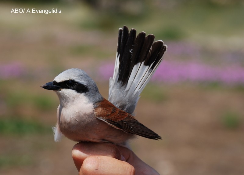 紅背伯勞 - ML204740501