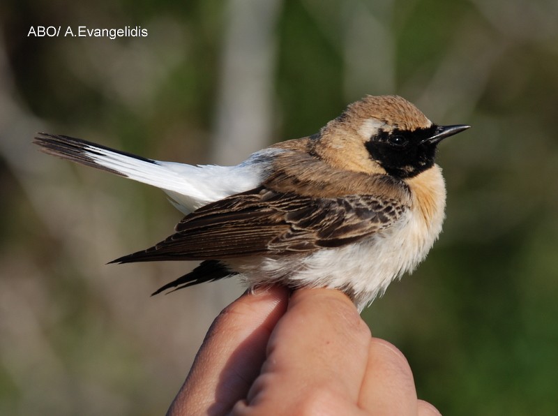 Eastern Black-eared Wheatear - ML204740511
