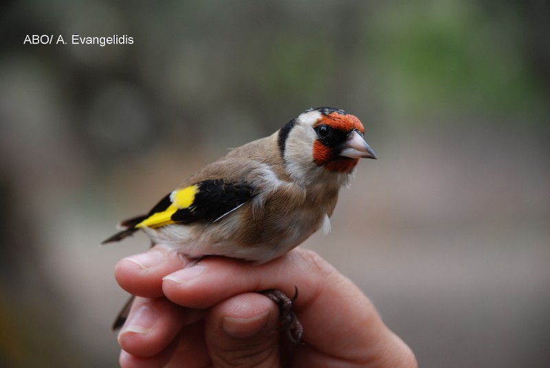 European Goldfinch - ML204740541