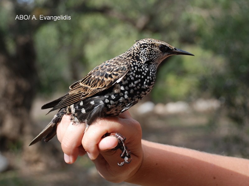 歐洲椋鳥 - ML204740551