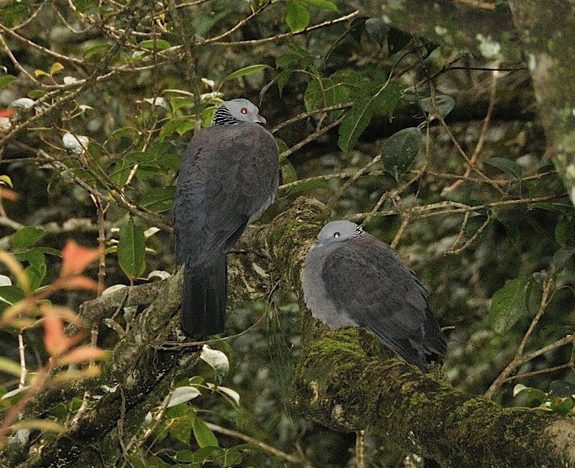 Nilgiri Wood-Pigeon - ML204740701