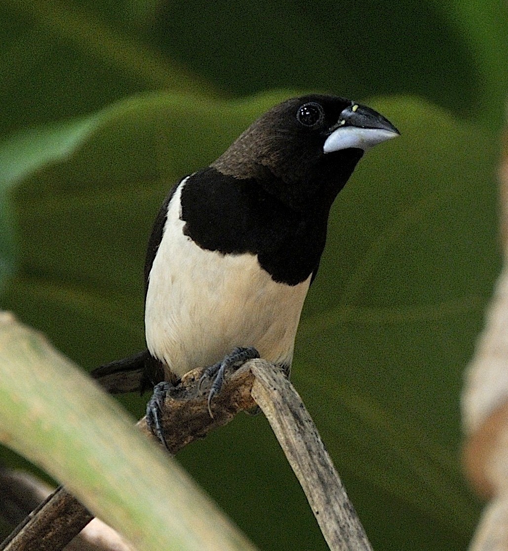 White-rumped Munia - ML204740781