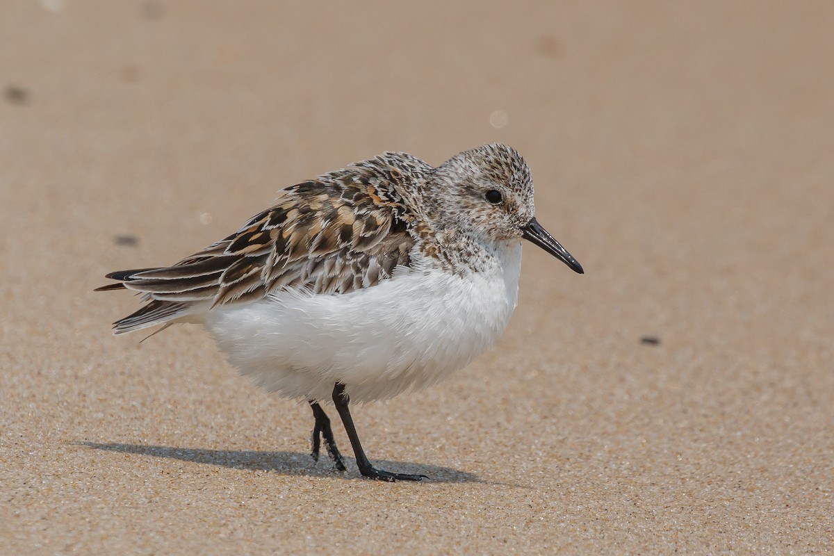 Sanderling - Martin  Flack