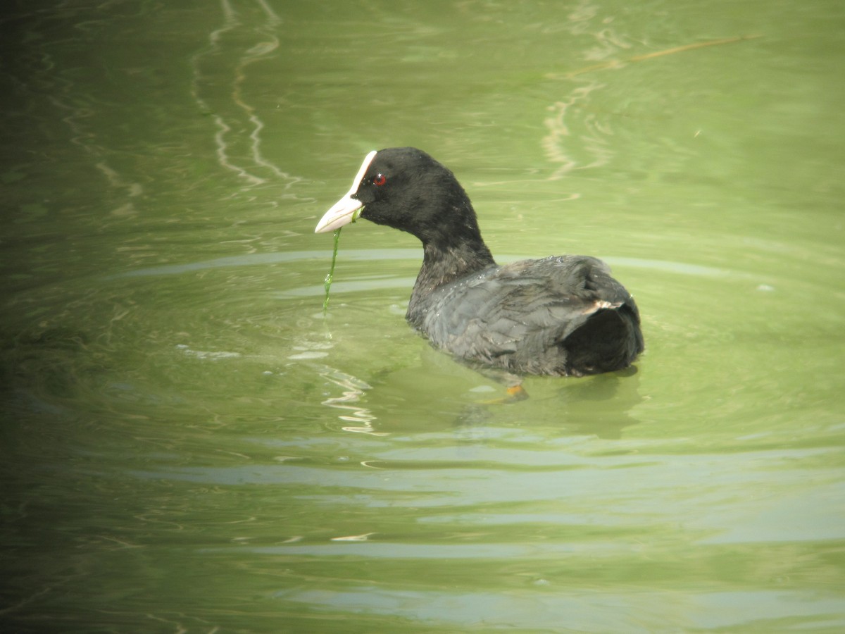 Eurasian Coot - ML204742011