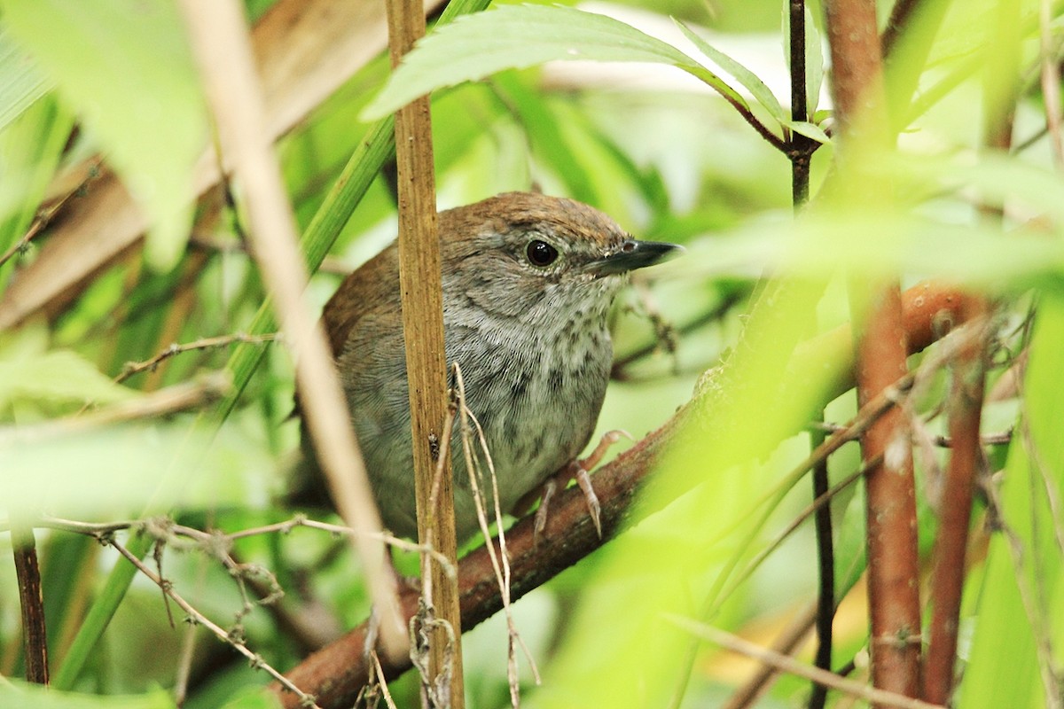Javan Bush Warbler - ML204742021