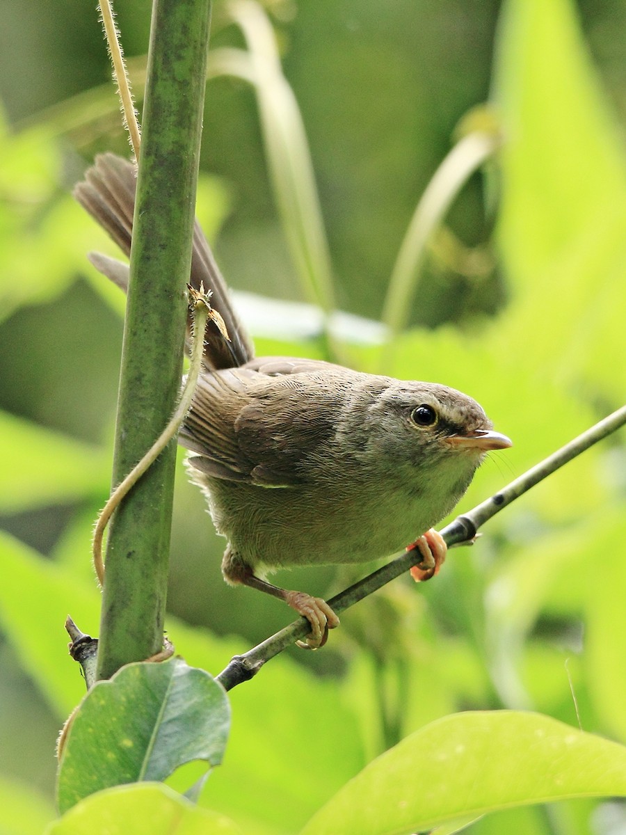 Aberrant Bush Warbler (Sunda) - ML204742031