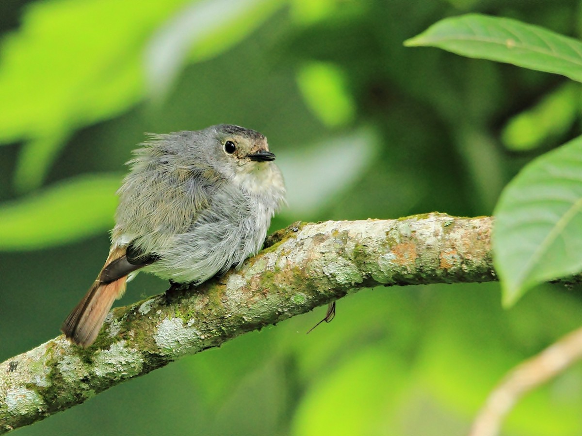 Little Pied Flycatcher - ML204742041