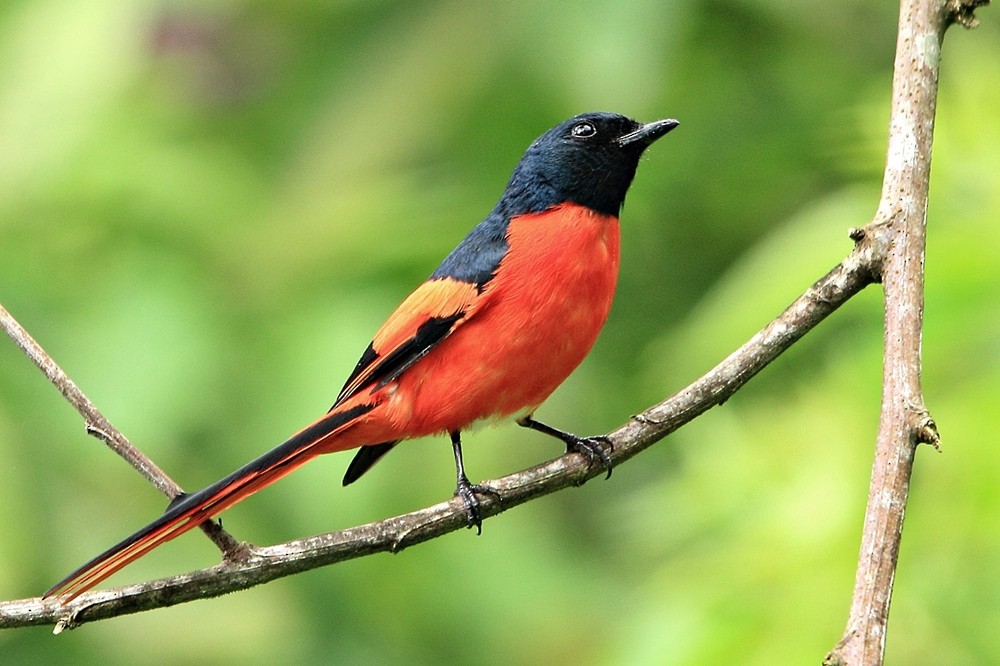 Sunda Minivet - ML204742051