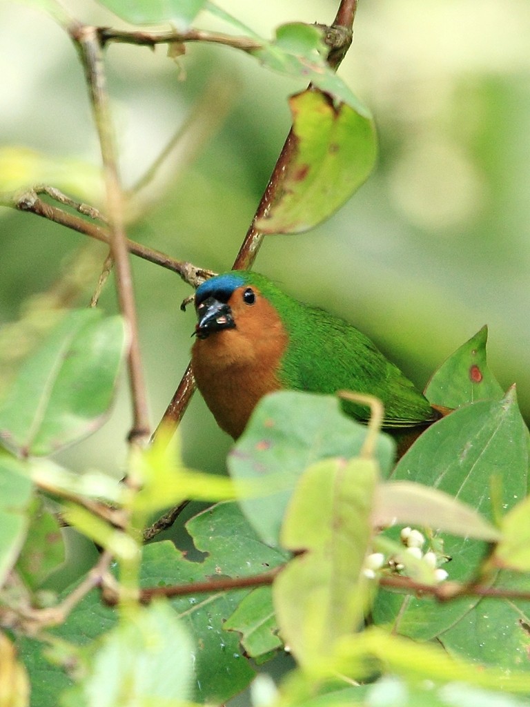 Tawny-breasted Parrotfinch - ML204742061