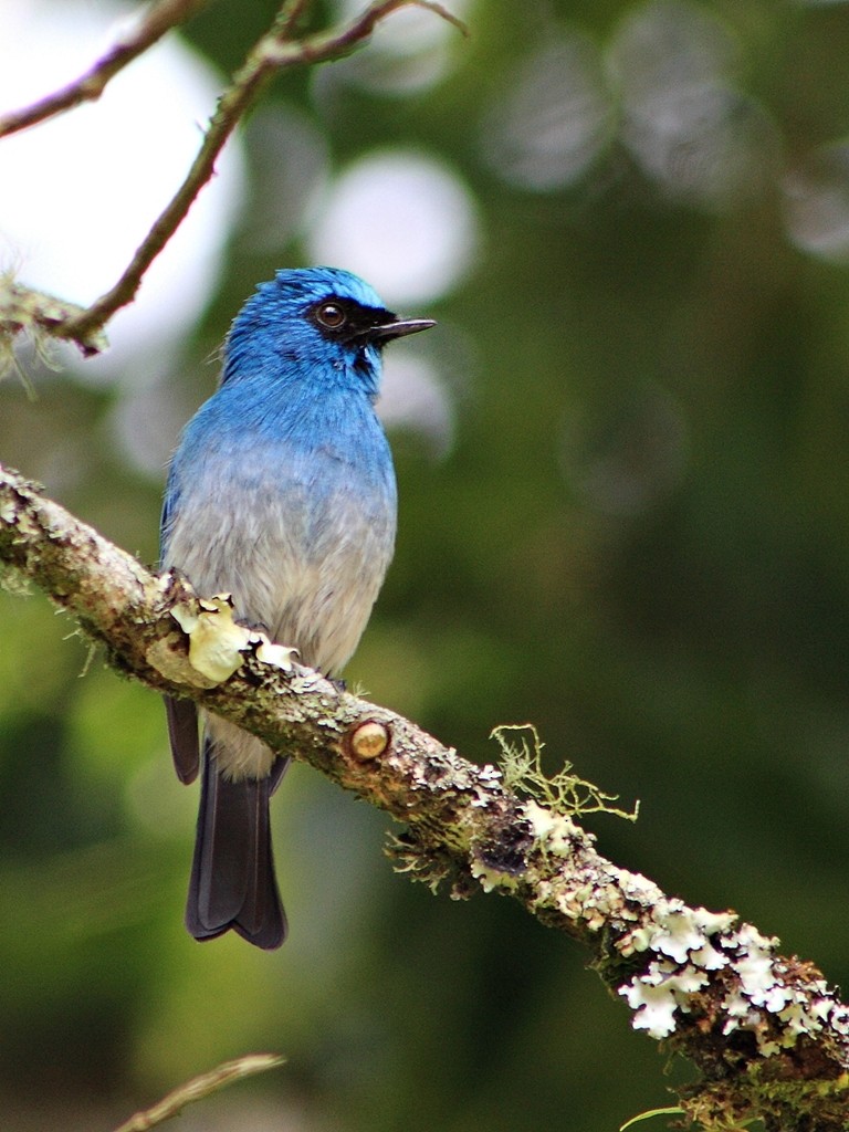 Indigo Flycatcher (Javan) - ML204742071