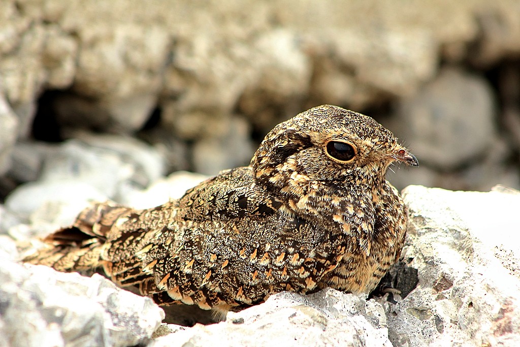 Savanna Nightjar - ML204742081