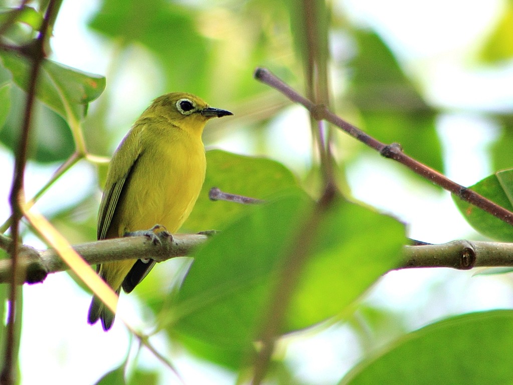 Javan White-eye - ML204742091