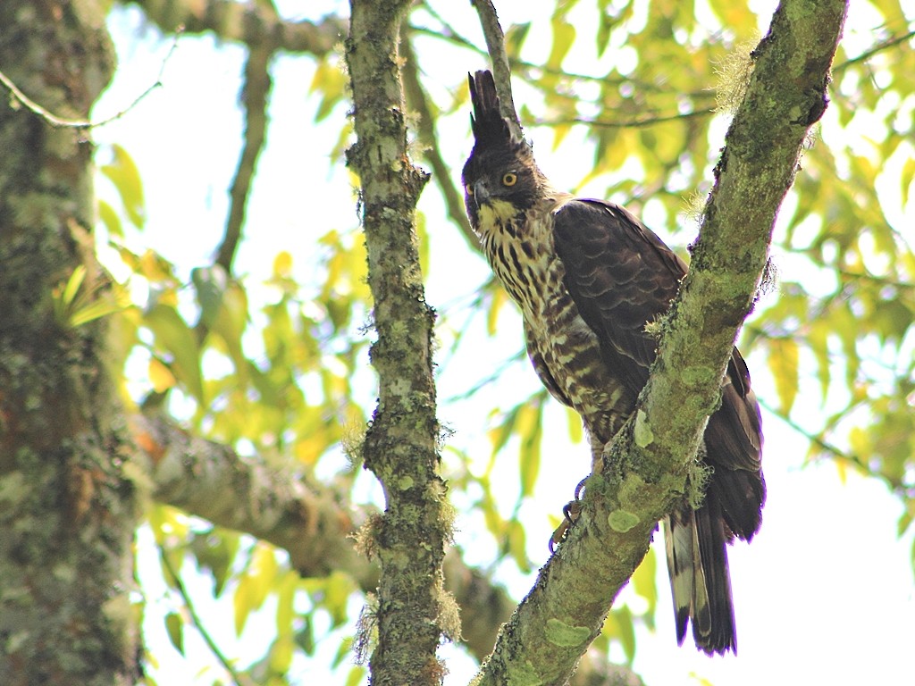 Javan Hawk-Eagle - ML204742101