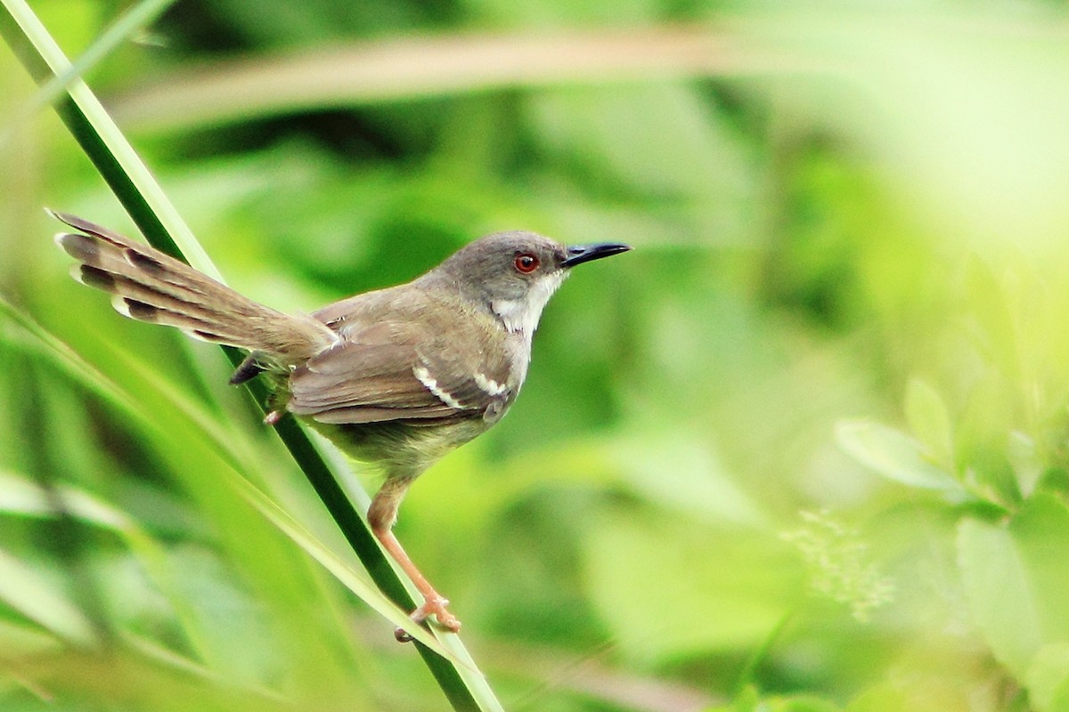 Bar Kanatlı Prinya - ML204742111