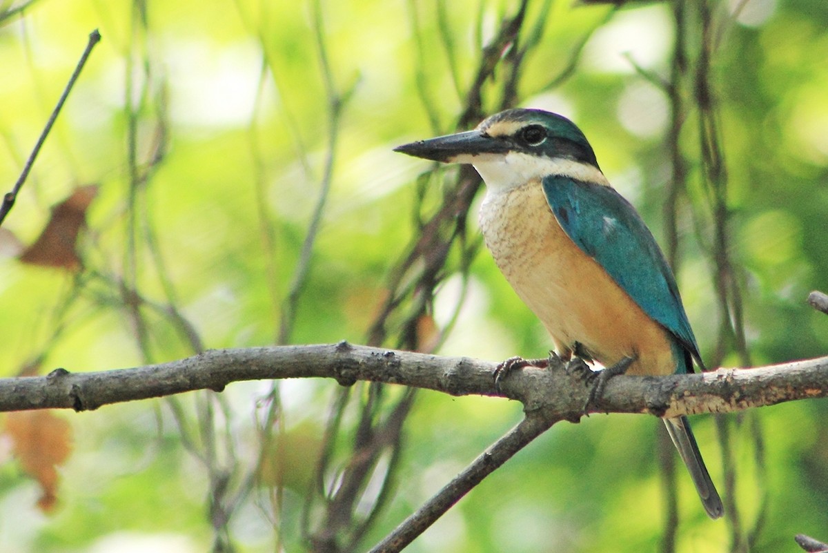 Sacred Kingfisher - ML204742121