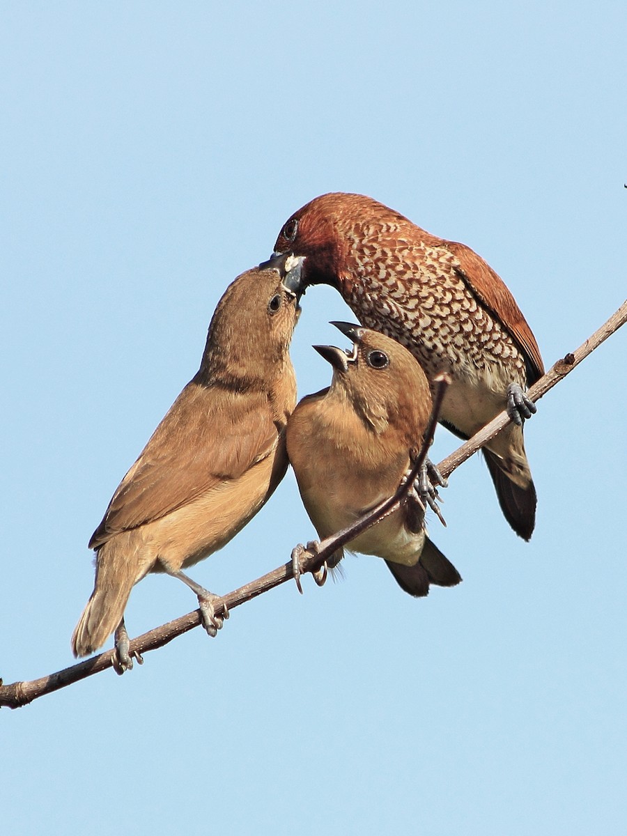Scaly-breasted Munia - ML204742131