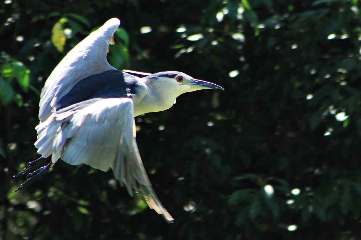 Black-crowned Night Heron - ML204742141