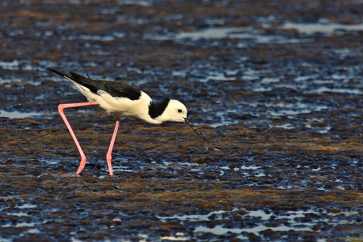 Pied Stilt - ML204742151